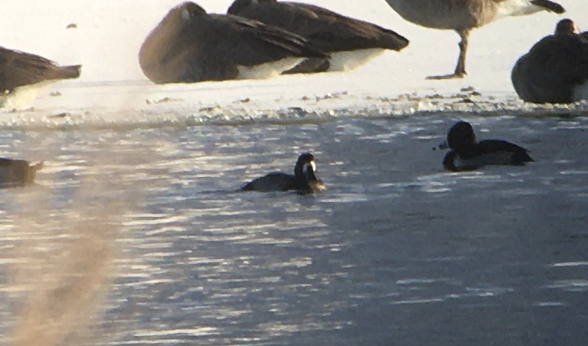 Greater Scaup - ML287399981