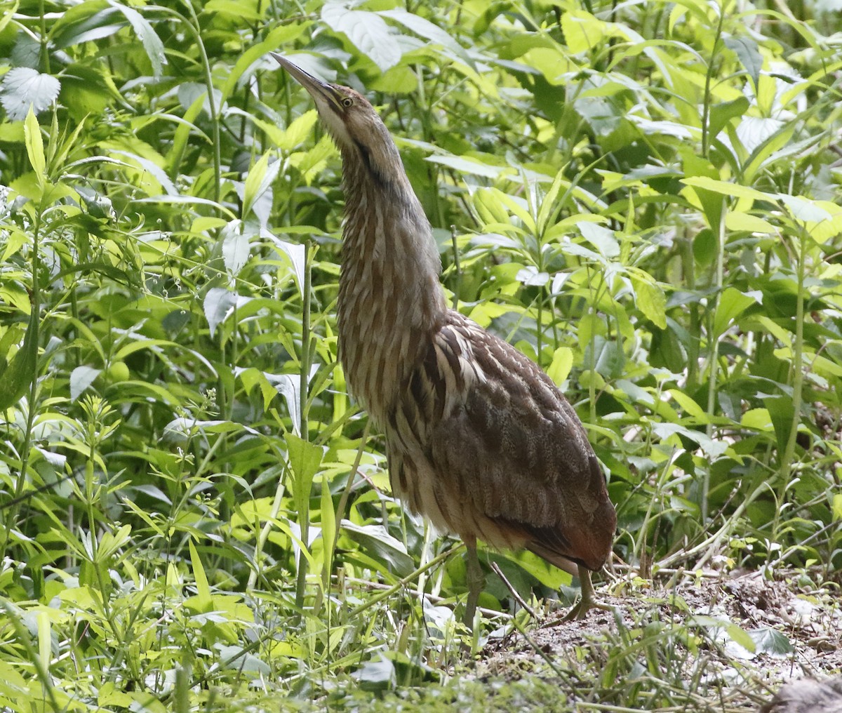 Schwarzbart-Rohrdommel - ML28740131