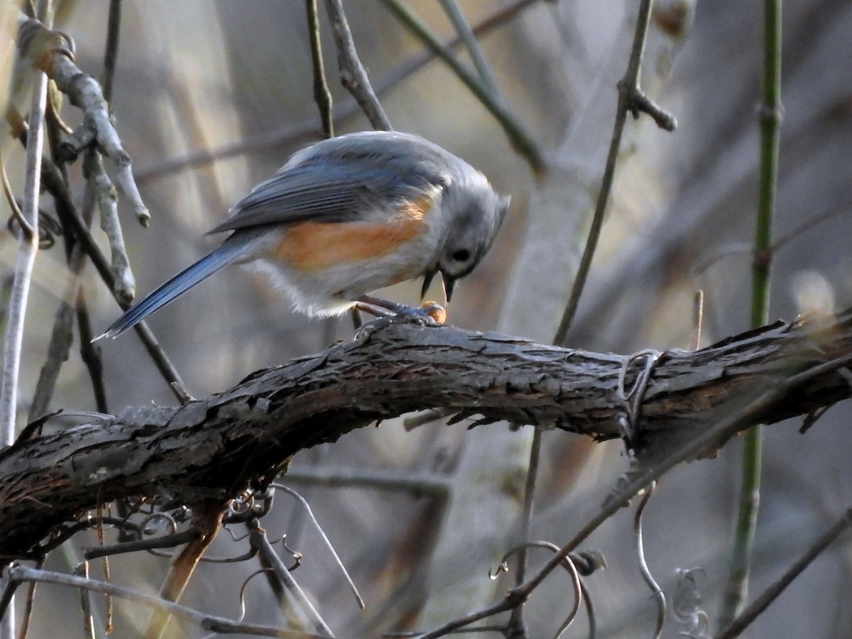 Tufted Titmouse - ML287401431
