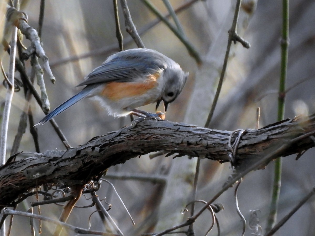 Tufted Titmouse - ML287401431