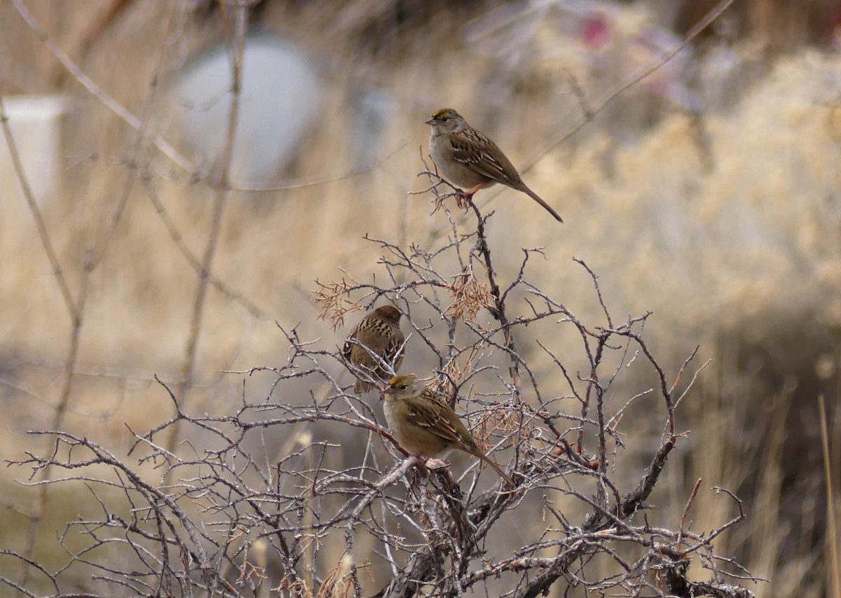 Golden-crowned Sparrow - Zack Schlanger