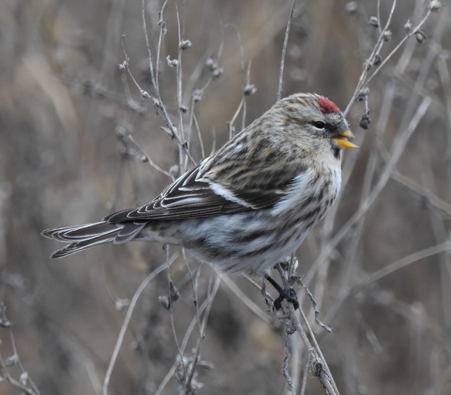 Common Redpoll - ML287402841