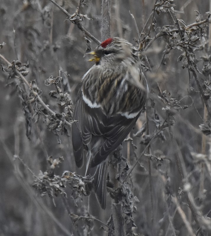 Common Redpoll - Regis Fortin