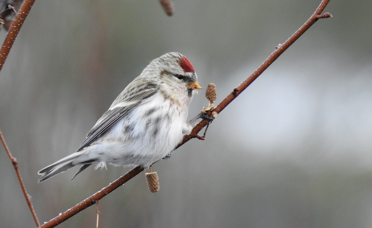 Redpoll (Hoary) - Weston Barker