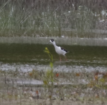 Black-necked Stilt - ML28740371
