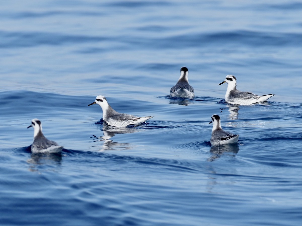 Red Phalarope - Yve Morrell