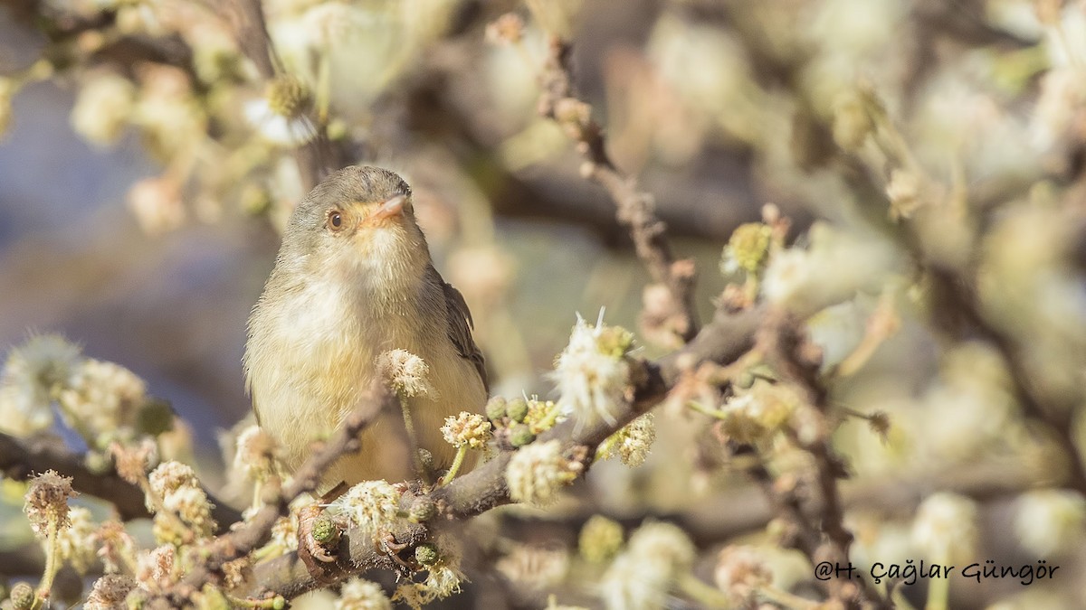 Prinia Ventripálida - ML287406781