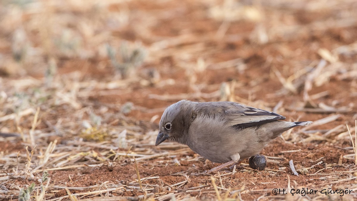 Gray-headed Social-Weaver - H. Çağlar Güngör