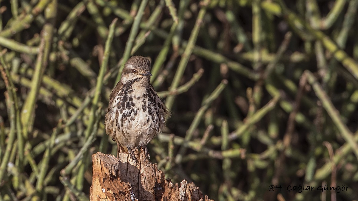 Spotted Morning-Thrush - ML287407151