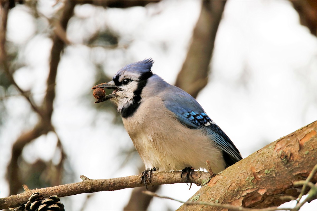 Blue Jay - ML287407891