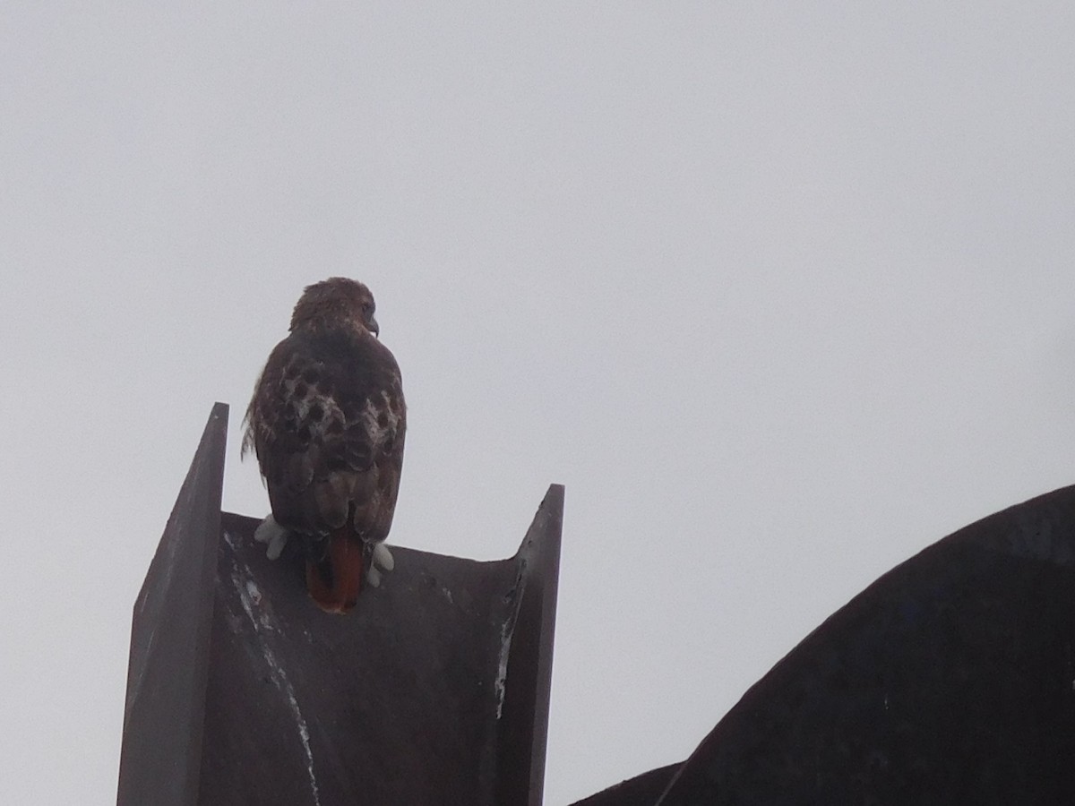 Red-tailed Hawk - ML287408001