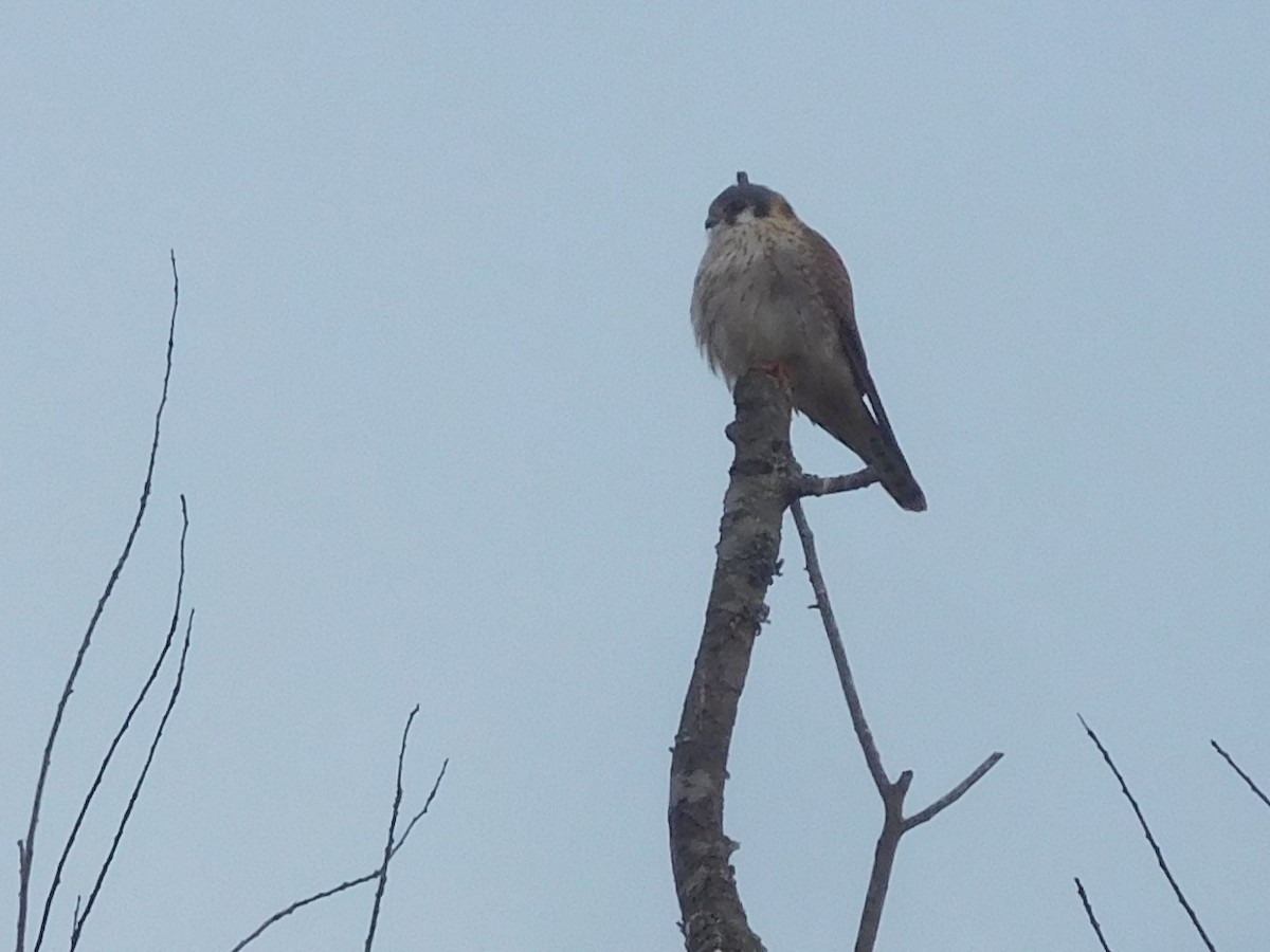 American Kestrel - ML287408041