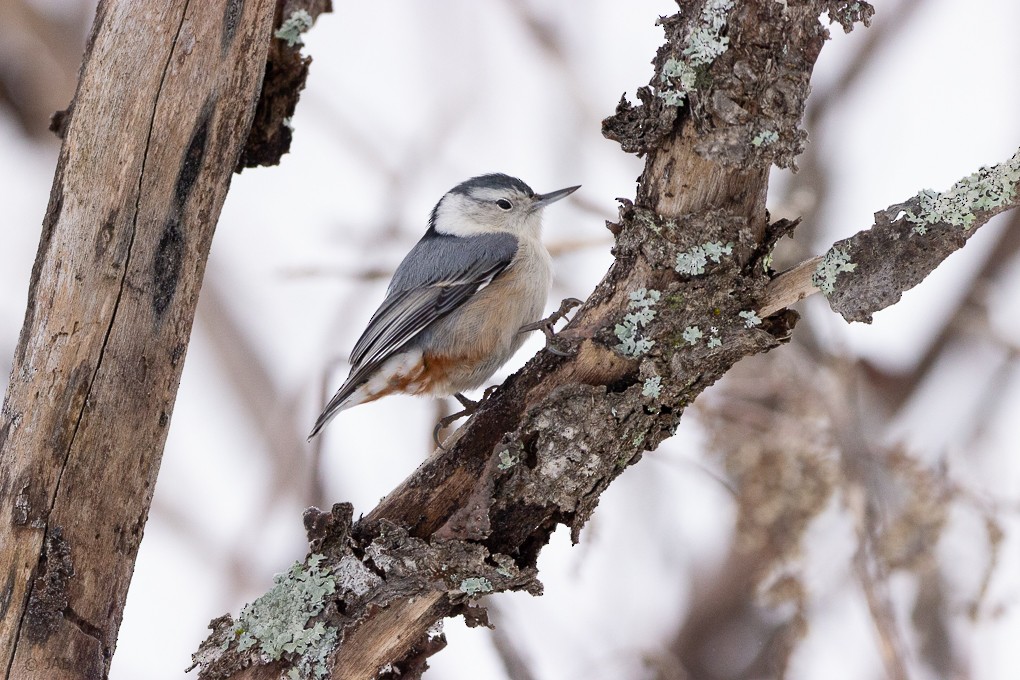 White-breasted Nuthatch - ML287408241