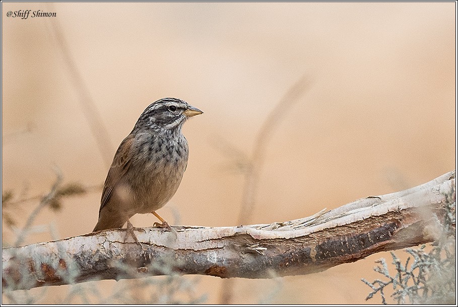 Striolated Bunting - ML287409351