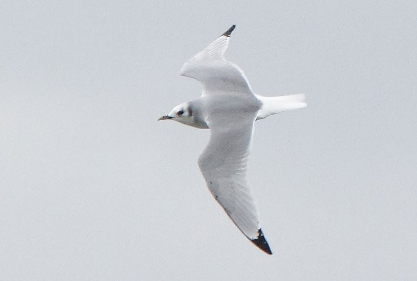 Black-legged Kittiwake - Brandon Holden