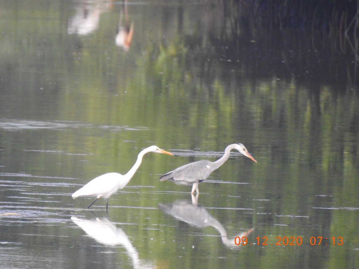 Gray Heron - Adharsh Bharathi