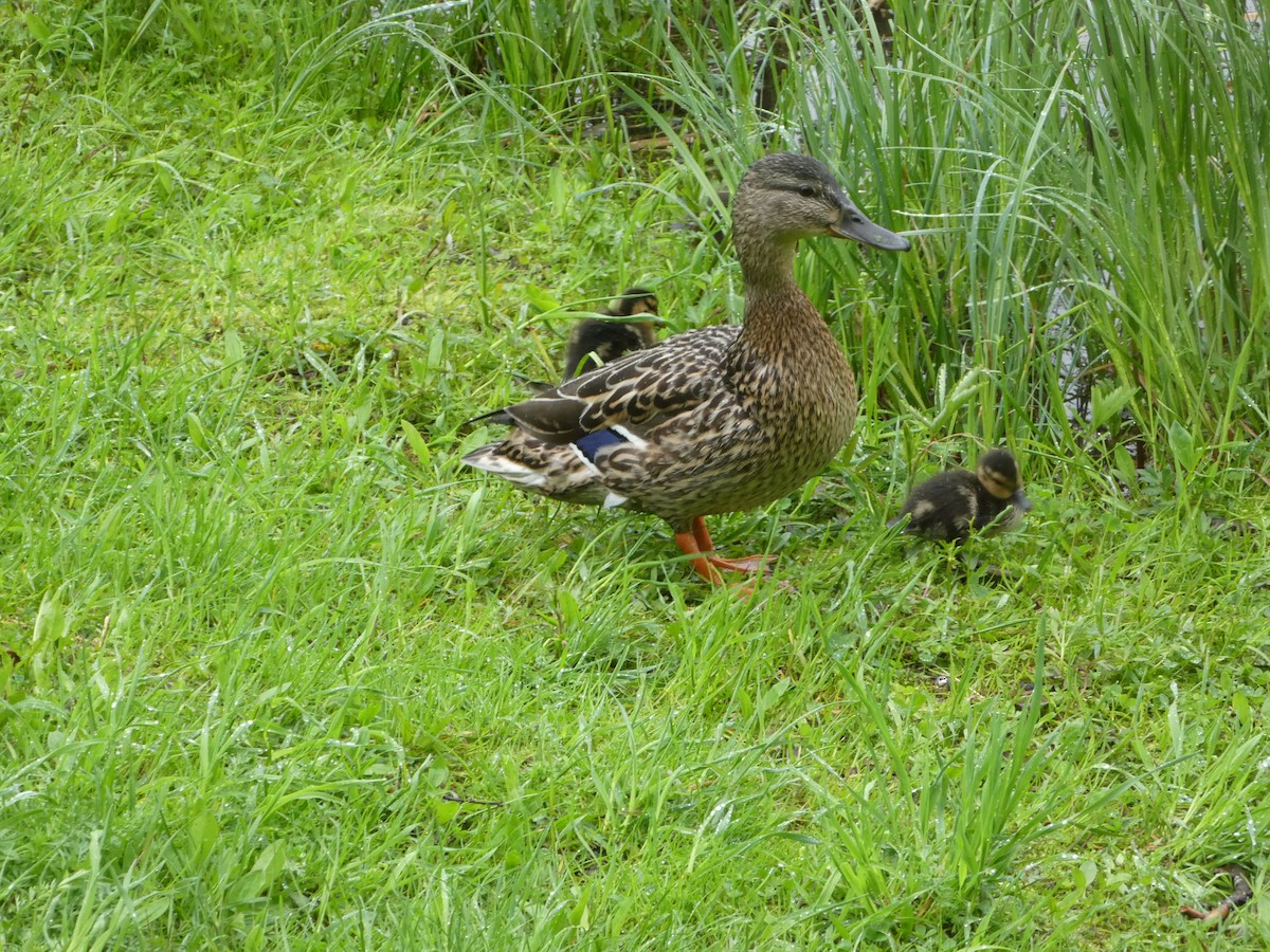 Mallard - Oli Bailey