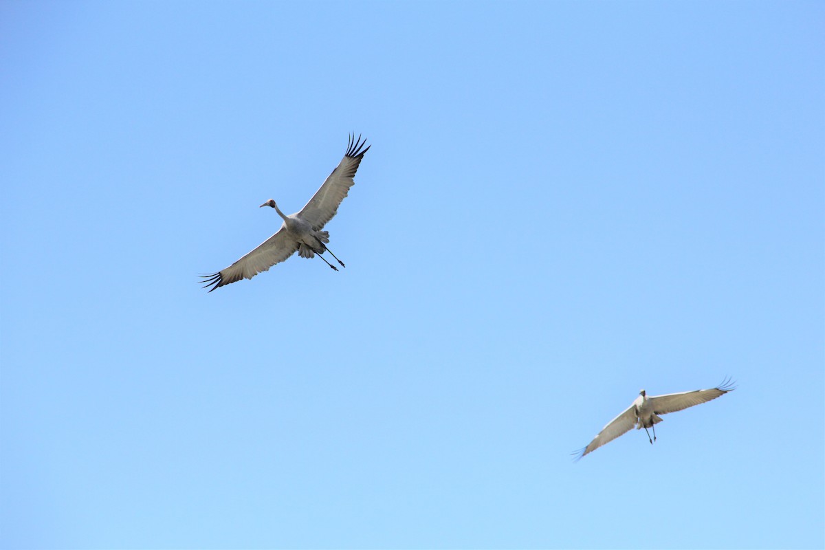 Brolga - ML287412571