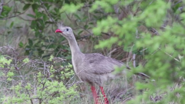 Red-legged Seriema - ML287412911