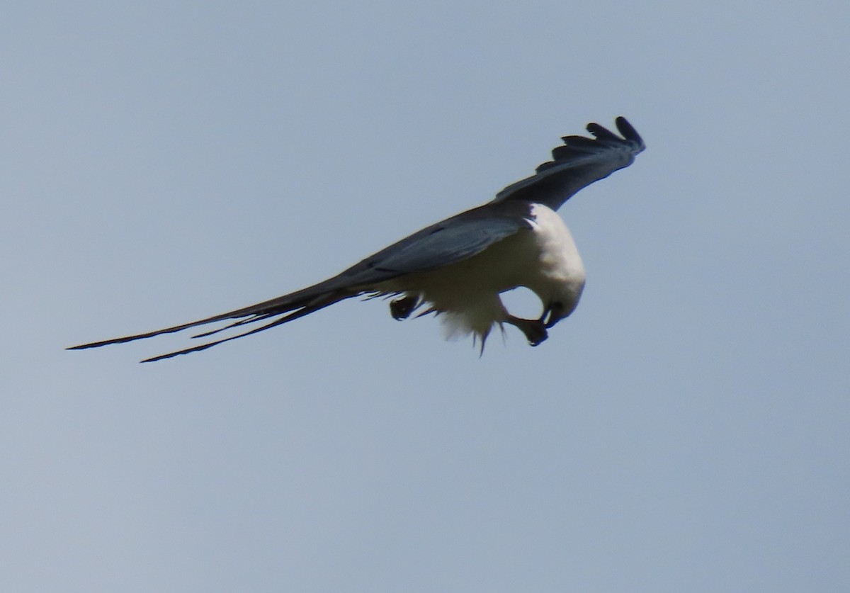 Swallow-tailed Kite - Nancy Price