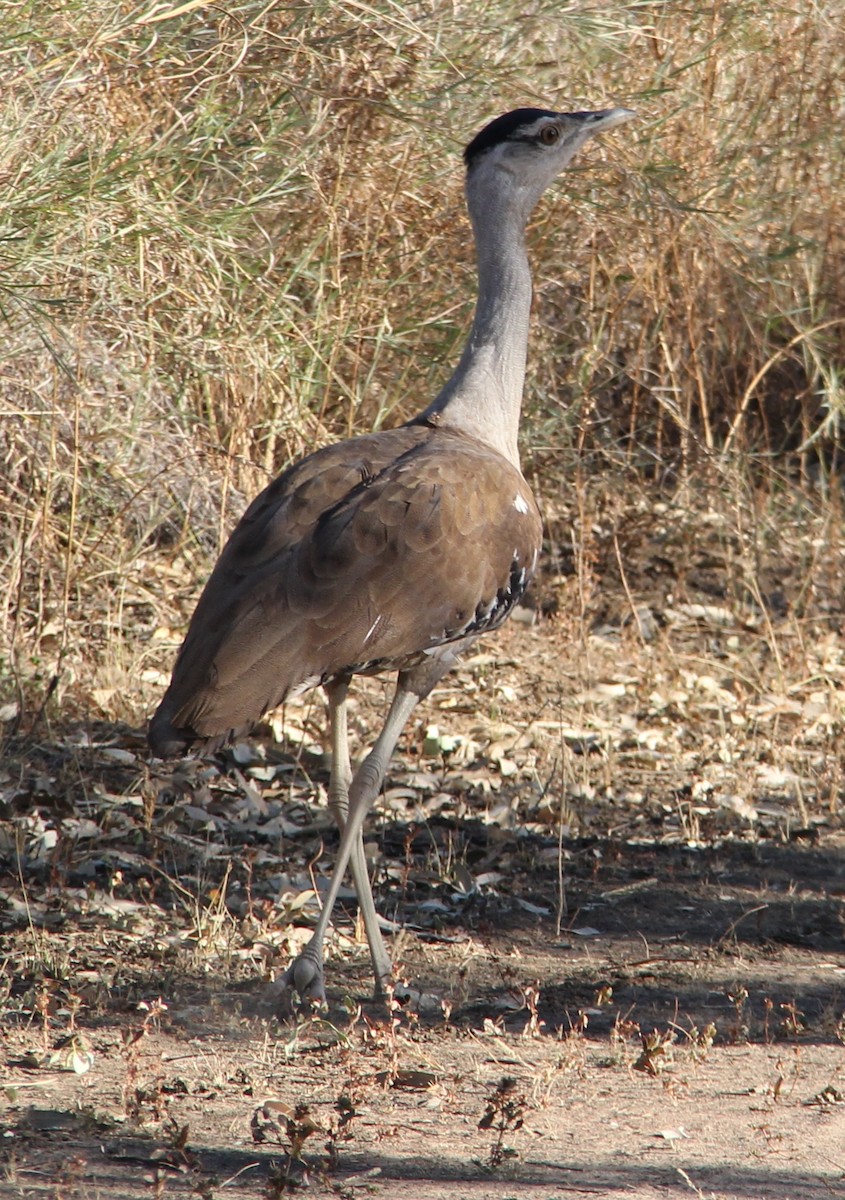 Australian Bustard - ML287414621