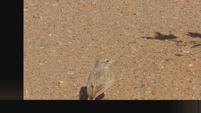 Arabian Lark - ML287415081