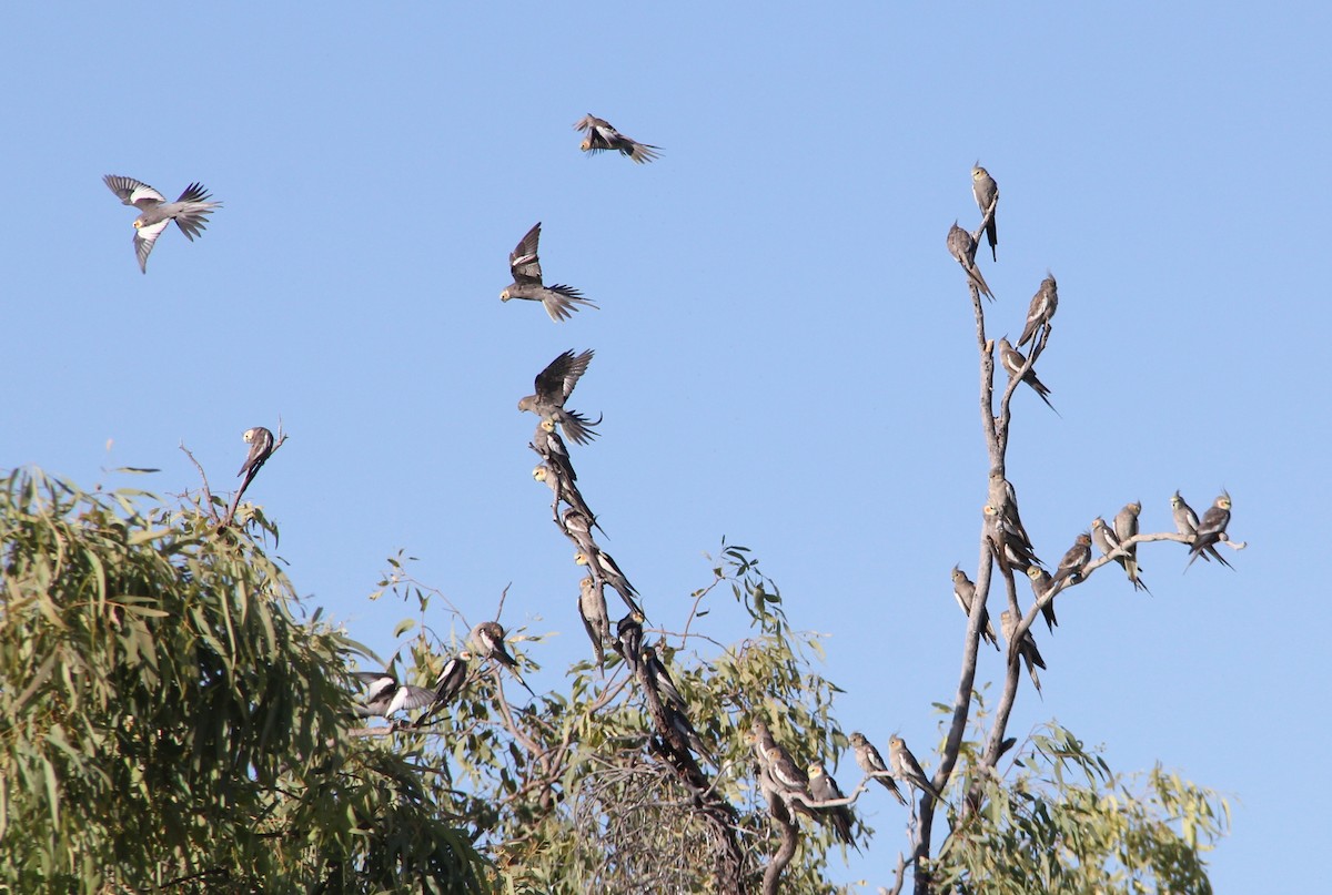 Cockatiel - ML287416631