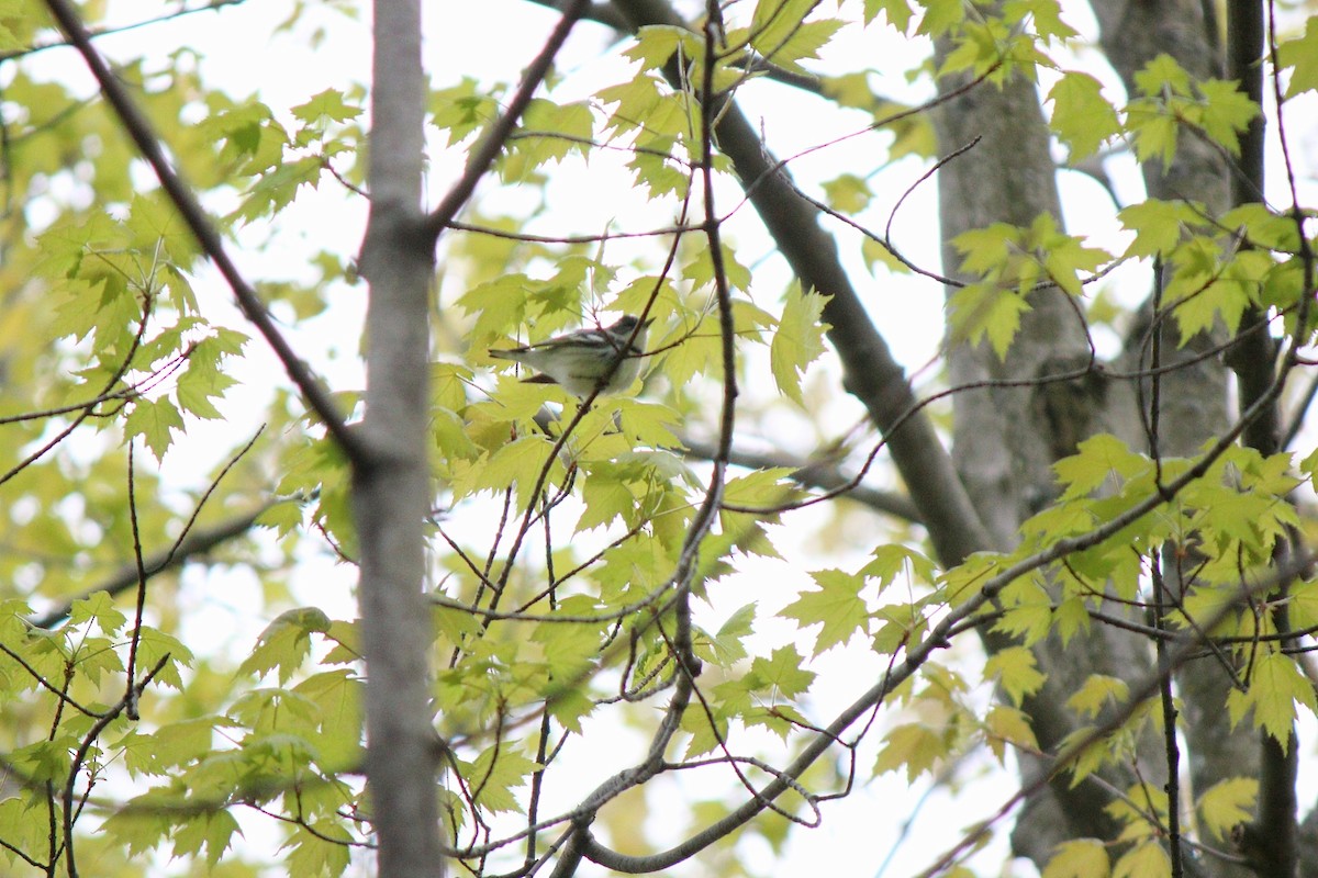 Cerulean Warbler - ML28742031