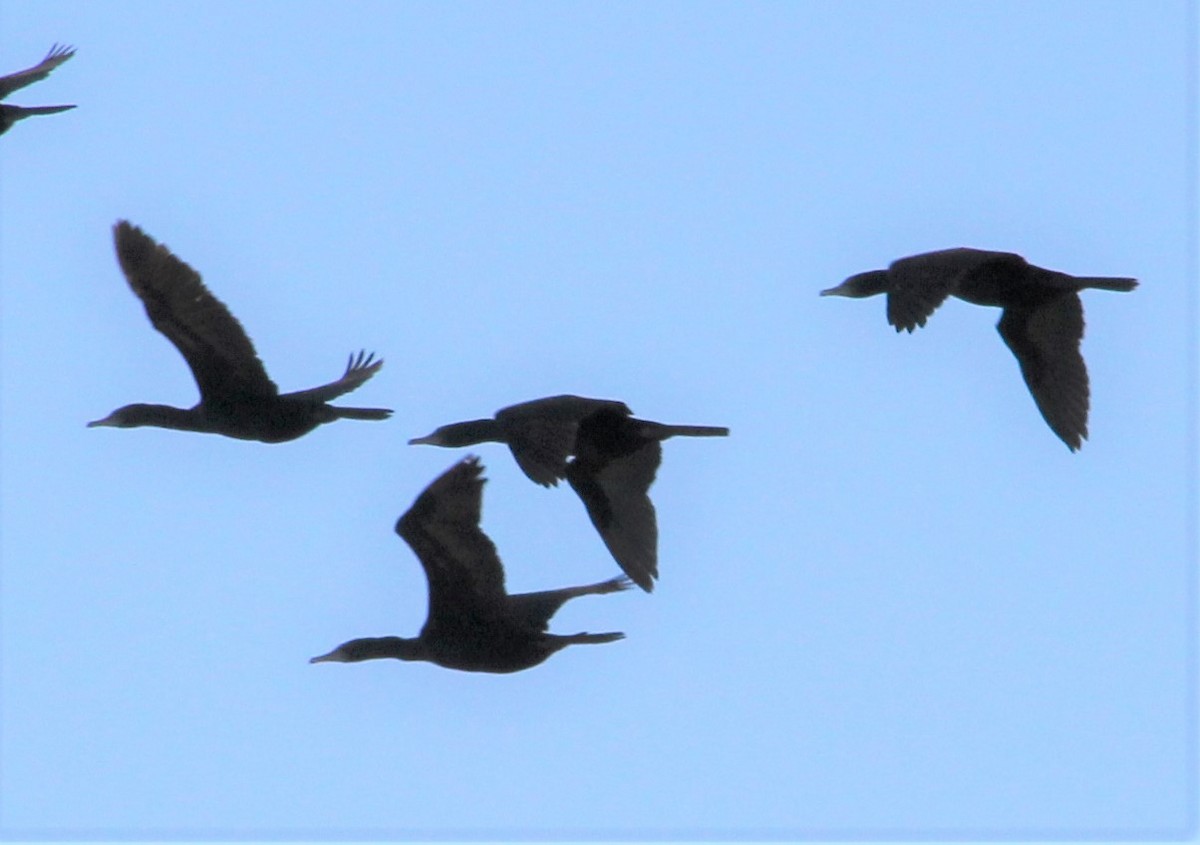 Little Black Cormorant - ML287421011