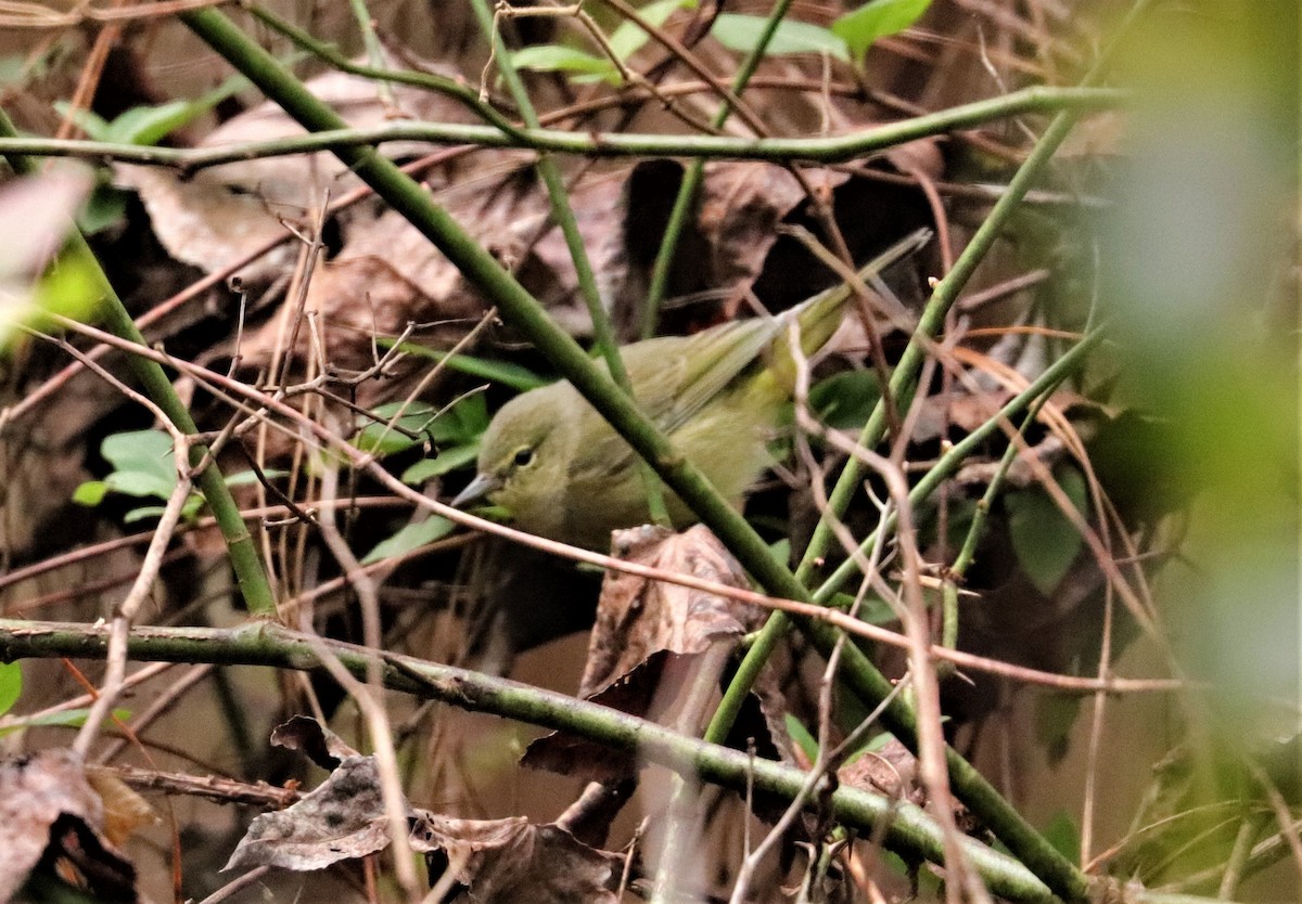 Orange-crowned Warbler - Daniel Kaplan