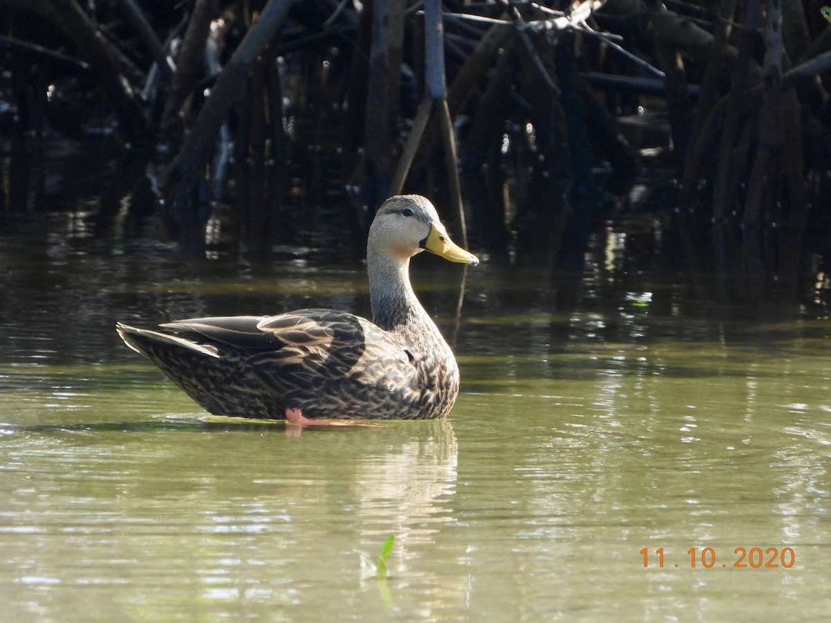 Mottled Duck - ML287421691