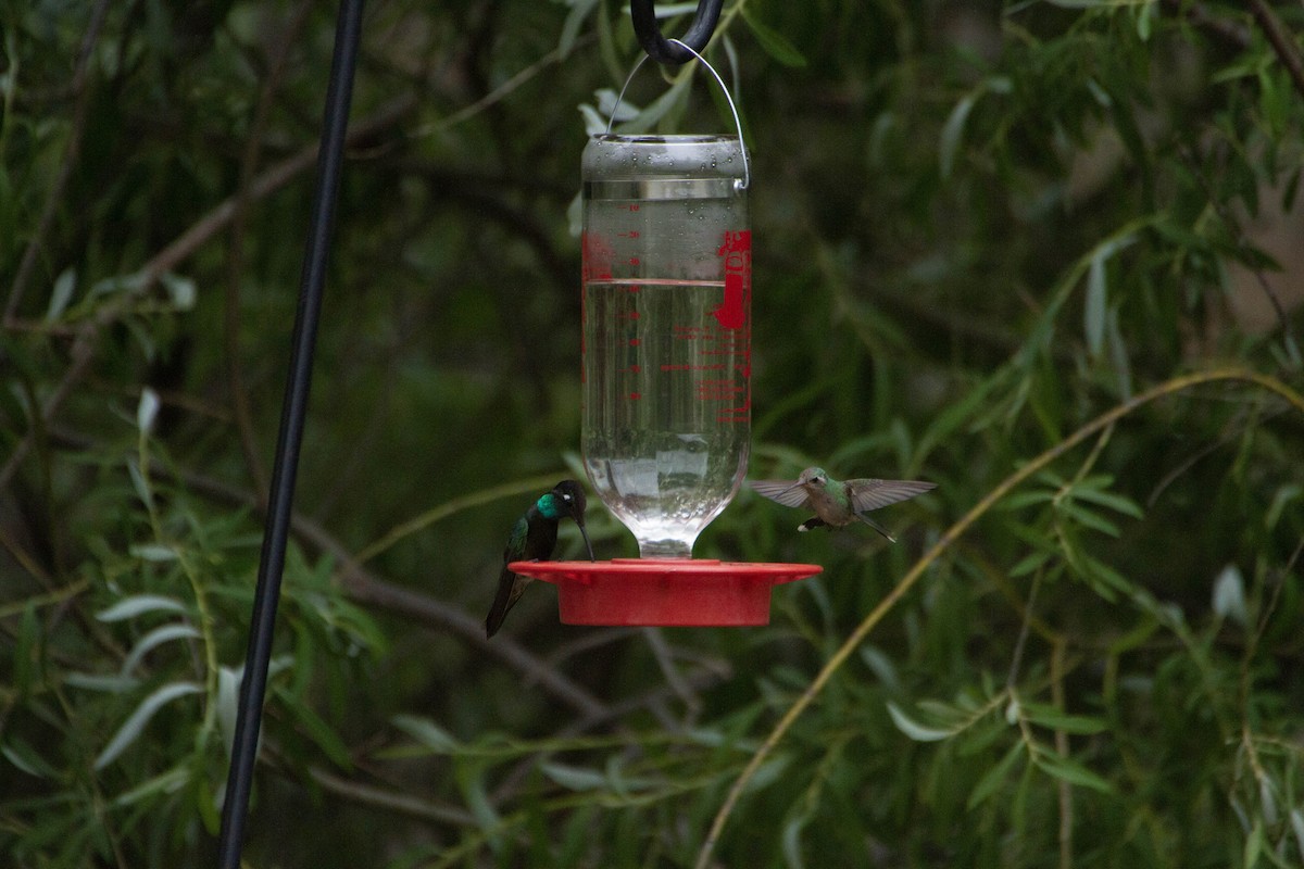 Broad-billed Hummingbird - Eric Sibbald