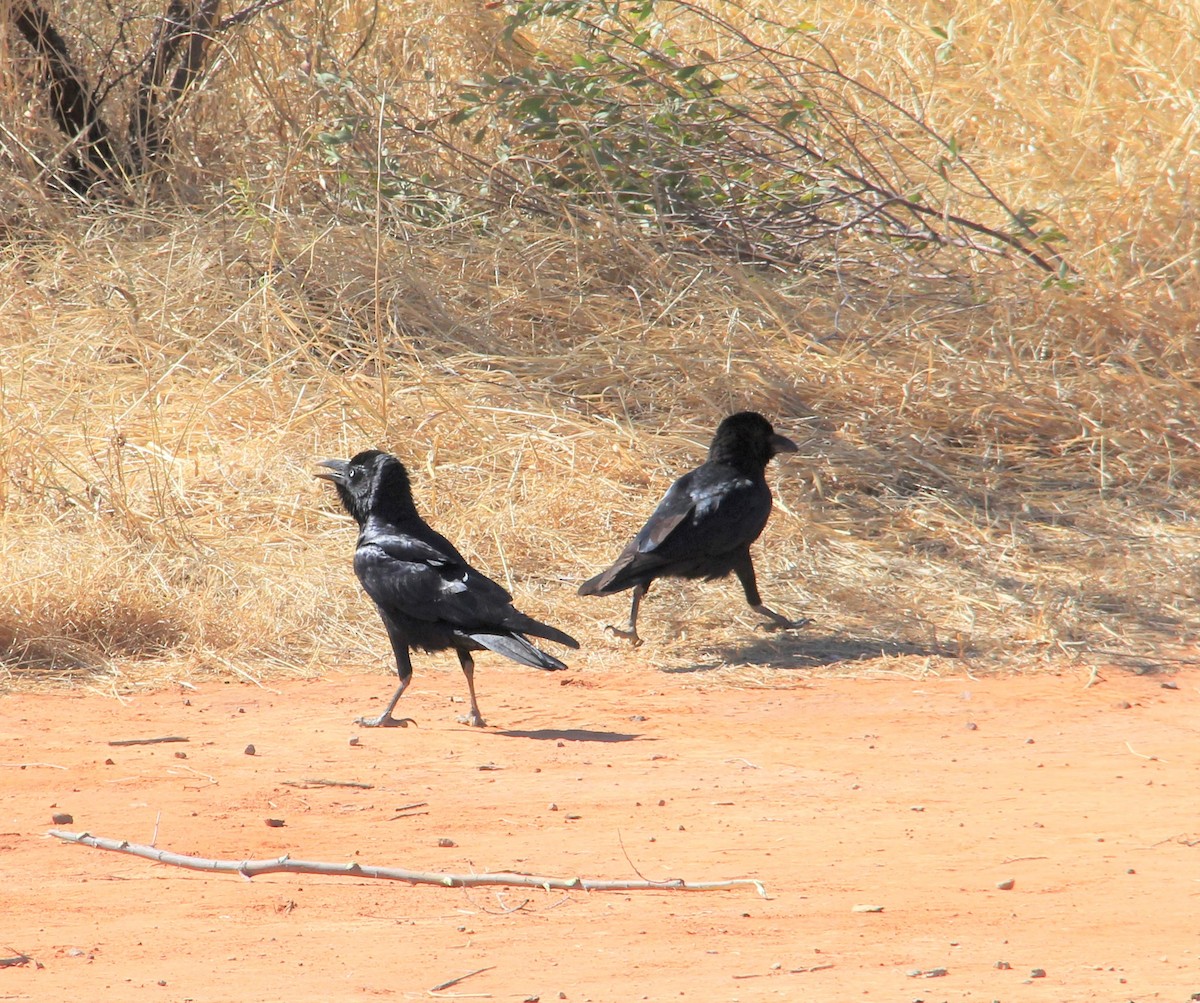 Little Crow - ML287423361