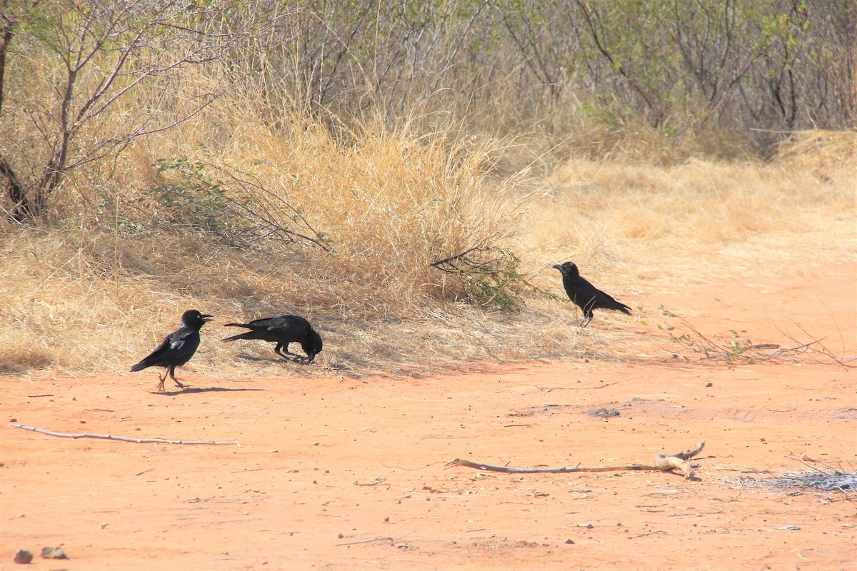 Little Crow - ML287423381