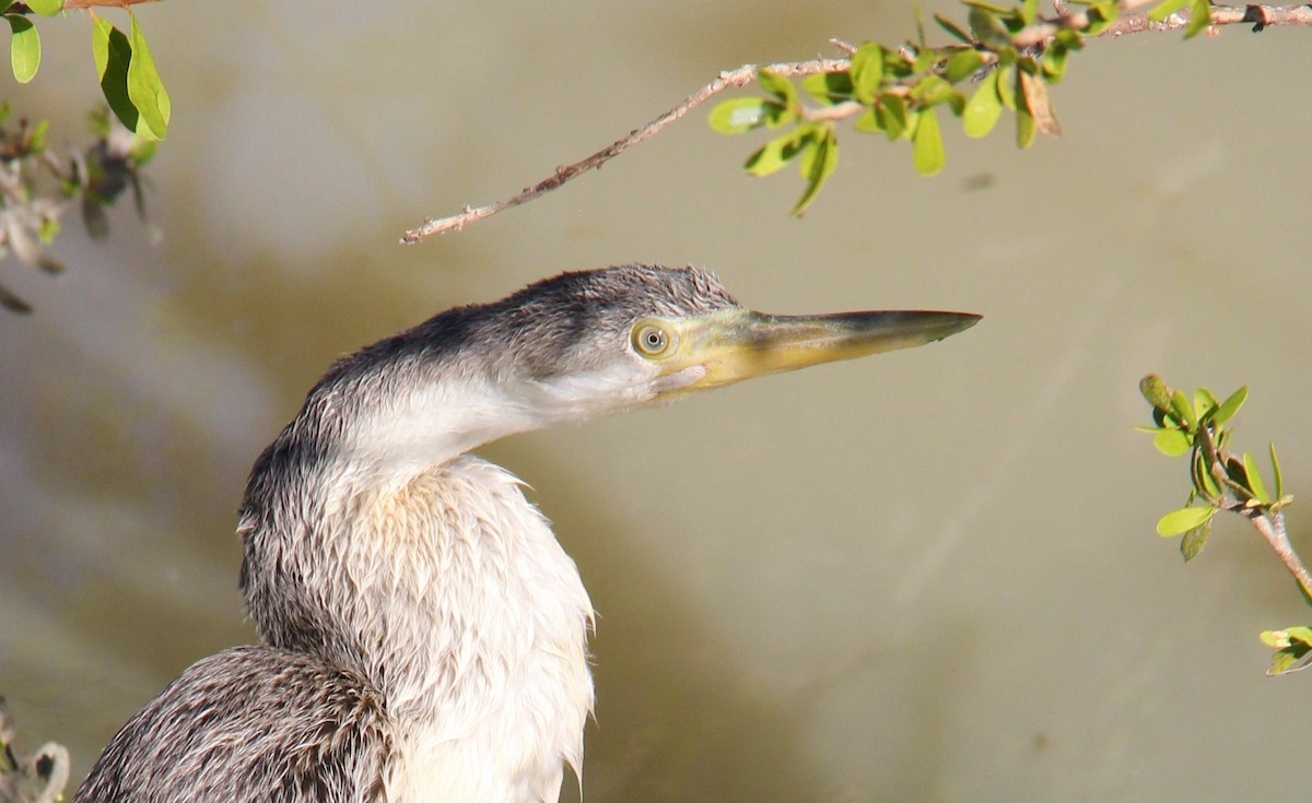 anhinga australská - ML287424181