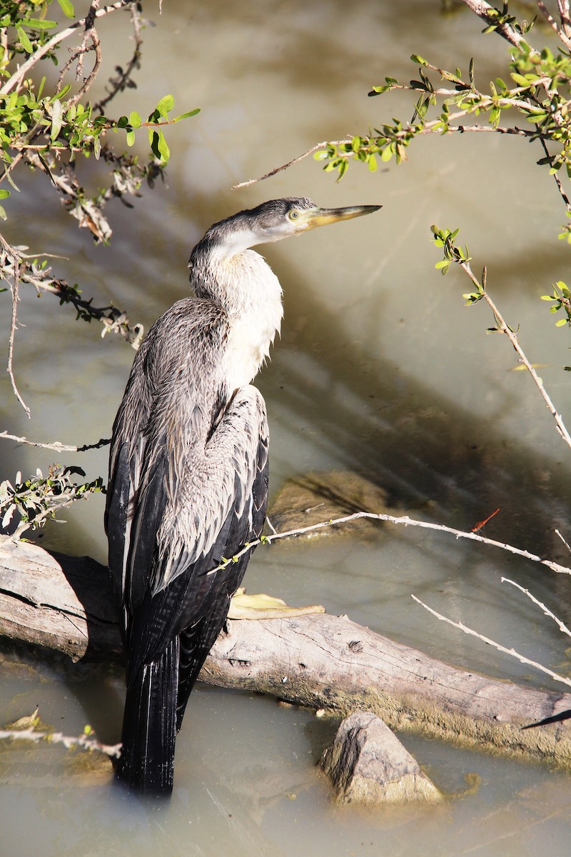 anhinga australská - ML287424201