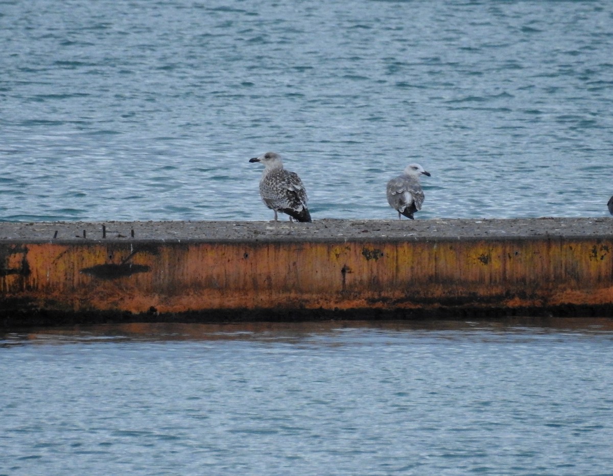 Great Black-backed Gull - ML287425661