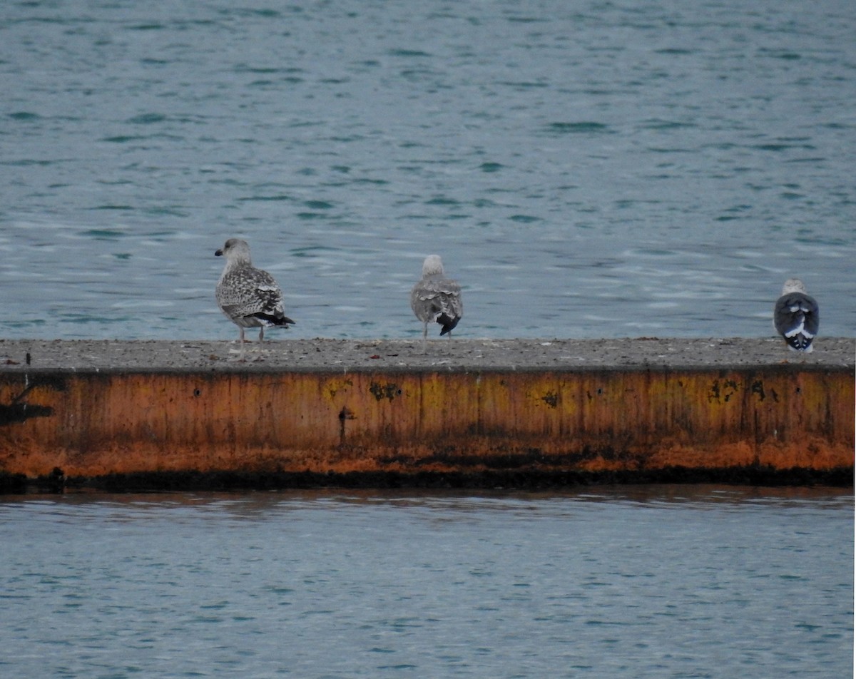 Great Black-backed Gull - ML287426681