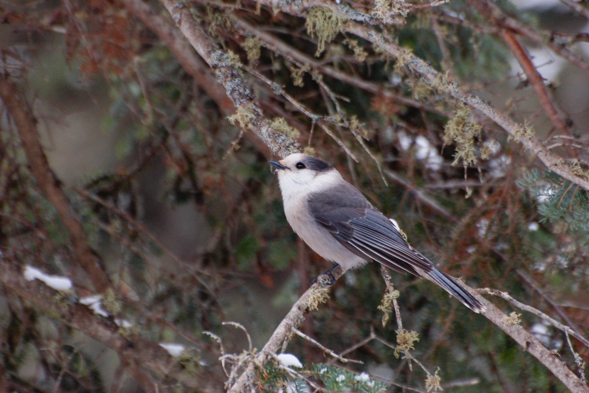 Canada Jay - ML287427311