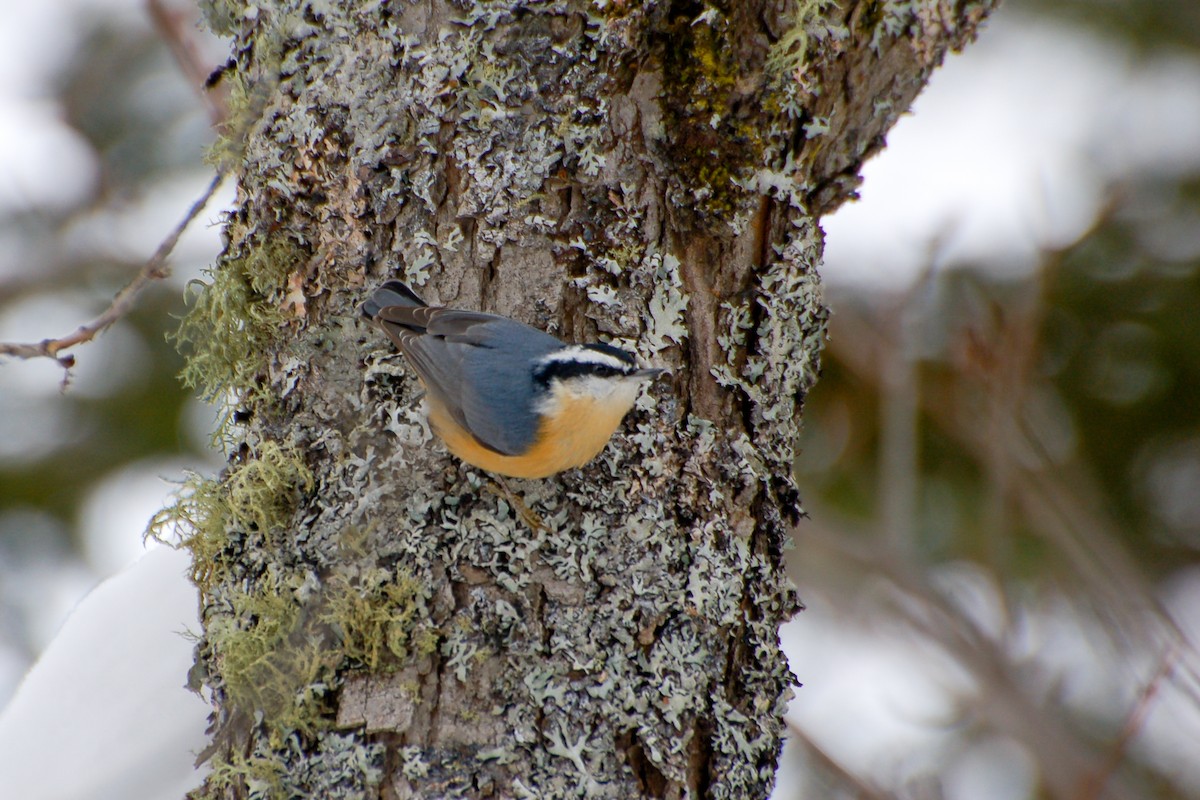 Red-breasted Nuthatch - ML287427411
