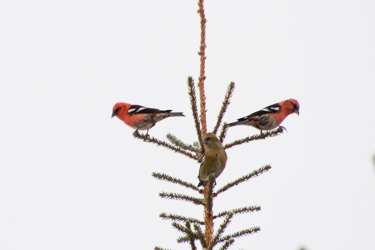 White-winged Crossbill - Cory Gregory