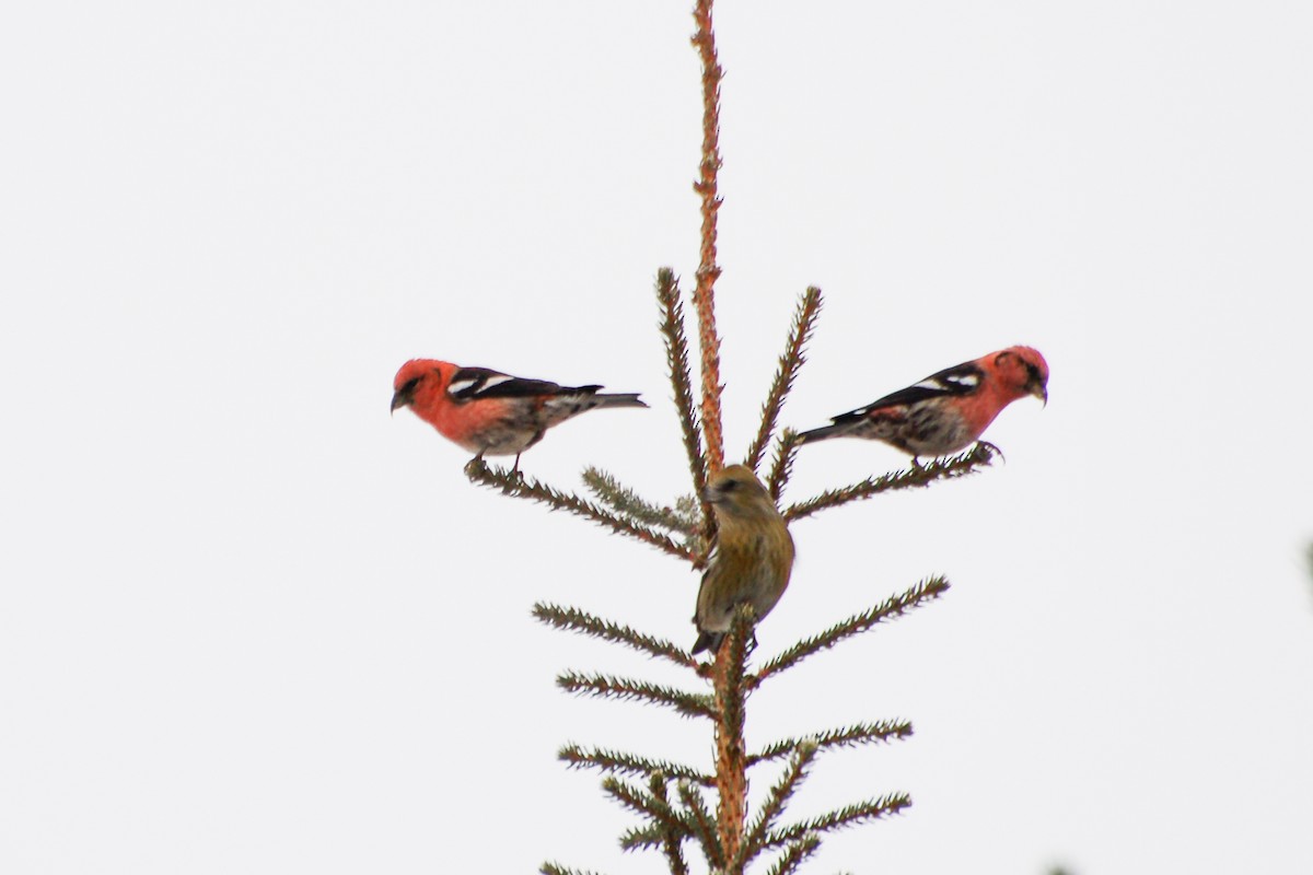 White-winged Crossbill - ML287427491