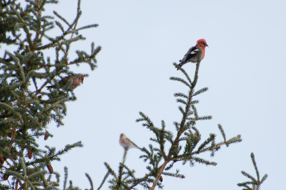 White-winged Crossbill - ML287427521