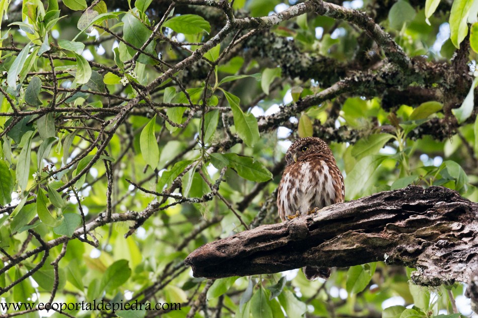 Yungas Pygmy-Owl - ML28742781