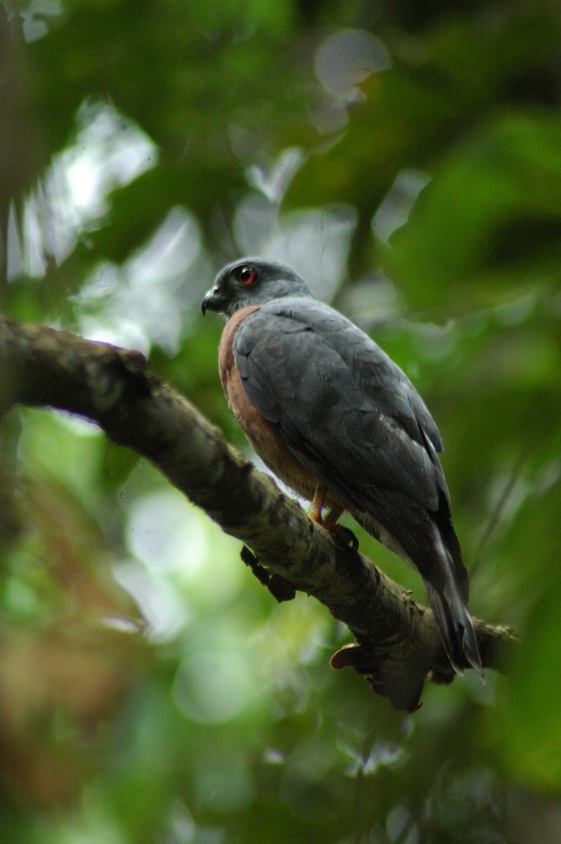 Double-toothed Kite - ML28742801