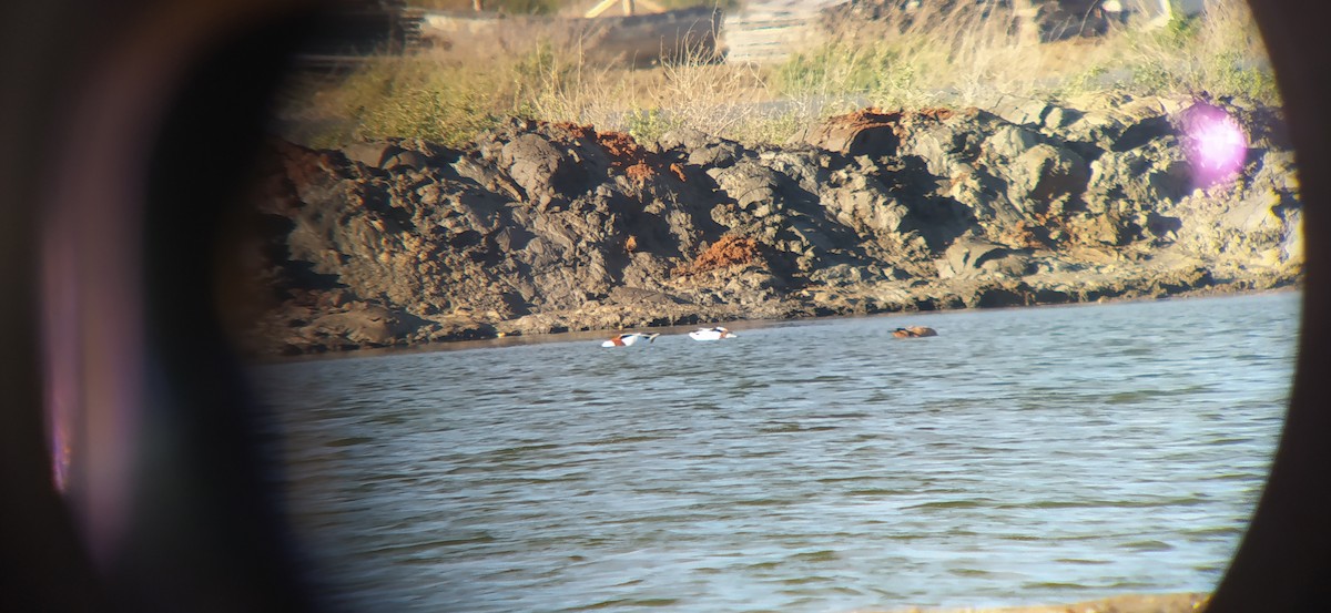 Rostgans - ML287428061