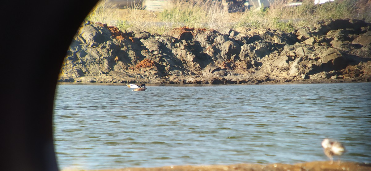 husice rezavá - ML287428131