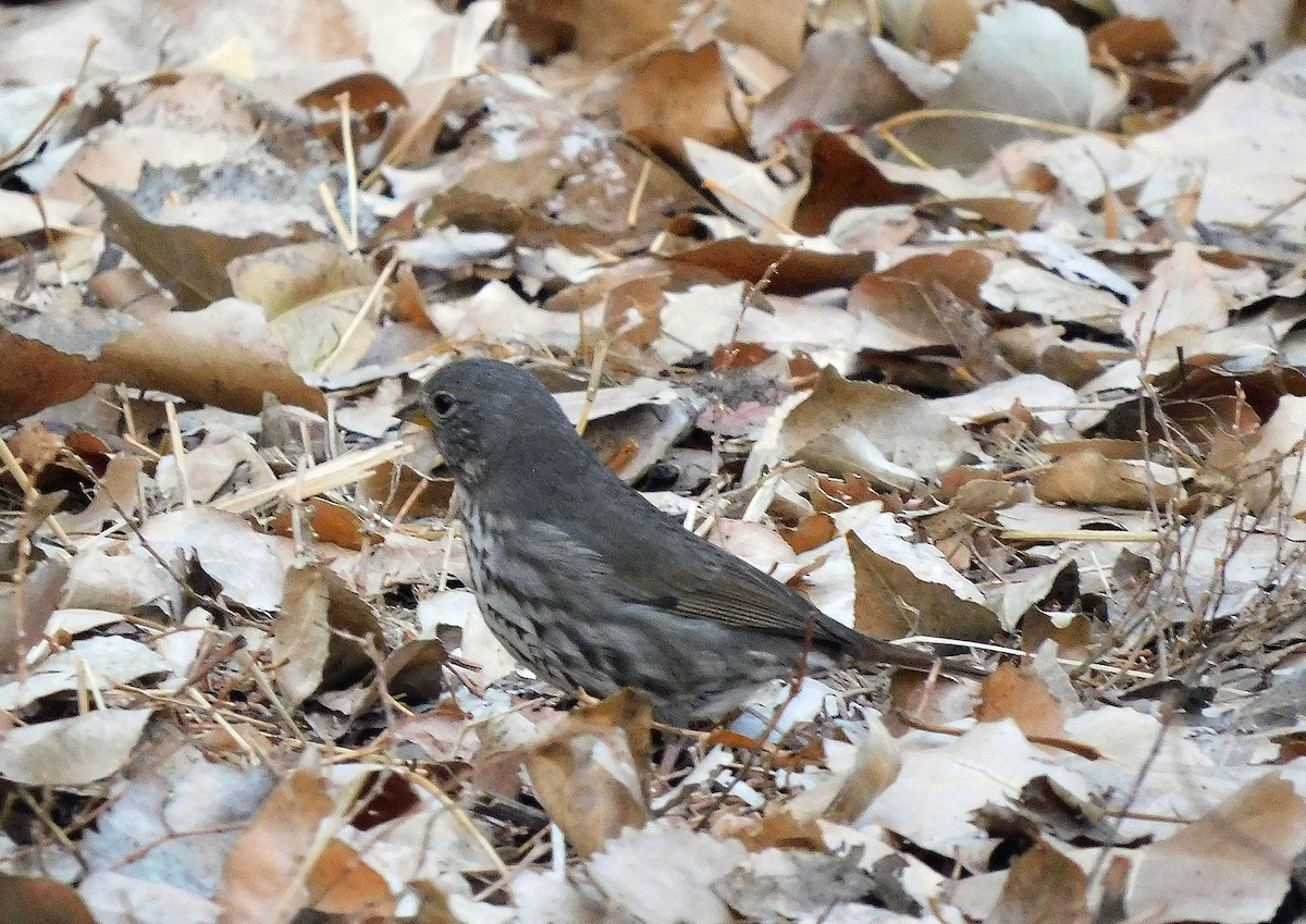 Fox Sparrow - ML287428191