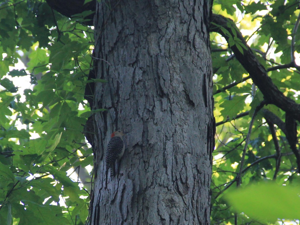 Red-bellied Woodpecker - ML28743031
