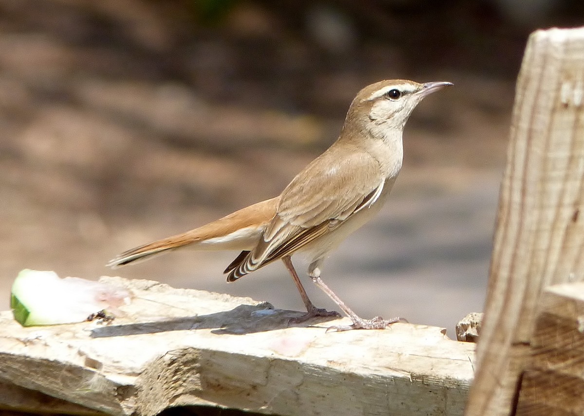 Rufous-tailed Scrub-Robin - ML287430531